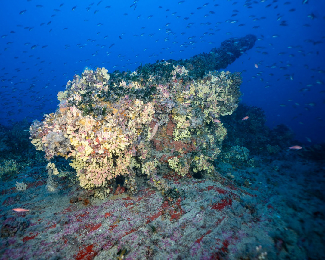 HMS Nasturtium